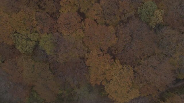 Ungraded Log Top Down Aerial Close Up Descending Into Rusty Autumn Beech Tree Tops Fagus Sylvatica