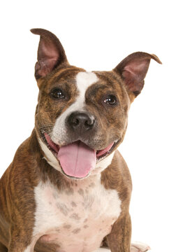 Staffordshire bull terrier looking happy isolated on white