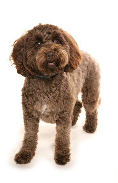 Brown cockerpoo dog standing isolated on white