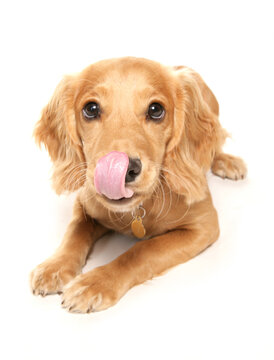 Spaniel dog licking its nose isolated on a white background