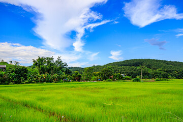 The blue sky and the green rice fields are pleasing to the eye.