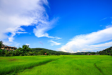 The blue sky and the green rice fields are pleasing to the eye.