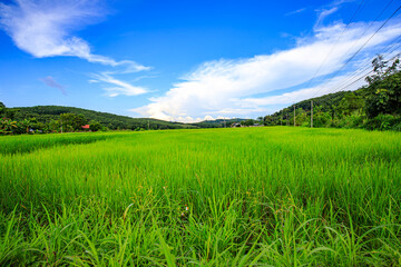 The blue sky and the green rice fields are pleasing to the eye.