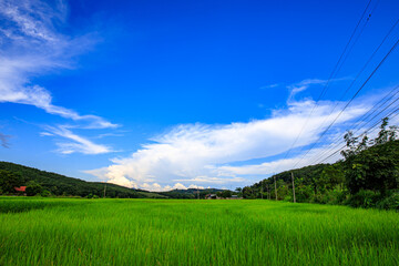 The blue sky and the green rice fields are pleasing to the eye.