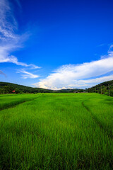 The blue sky and the green rice fields are pleasing to the eye.