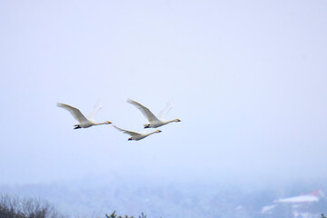 Obraz premium A swan flying through the sky