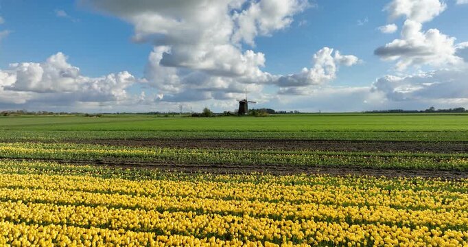 Aerial view of colorful tulip field rows in the Netherlands countryside. Drone shot of blooming flowers in Holland agriculture farm with windmill. Beautiful spring floral landscape and rural nature fr