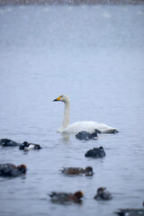 Obraz premium Many ducks and swans