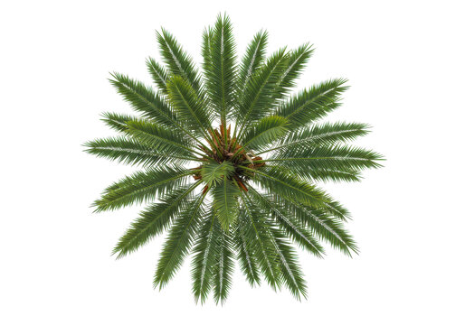 Overhead view of a lush palm tree with green fronds radiating outward isolated on white background
