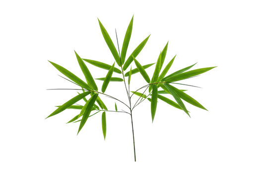 Vibrant green bamboo sprig with pointed leaves isolated on white background