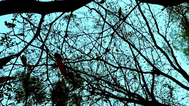 Low-angle silhouette of a street lamp and leafless tree branches against a clear blue sky.