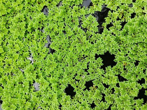 Full frame of green Azolla pinnata aquatic plant on water surface. Organic fertilizer and sustainable agriculture concept.