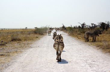 Fototapeta premium zèbres dans le parc national d'Etosha en Namibie 