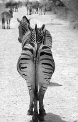 Fototapeta premium zèbres dans le parc national d'Etosha en Namibie 