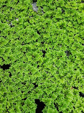 Full frame of green Azolla pinnata aquatic plant on water surface. Organic fertilizer and sustainable agriculture concept.