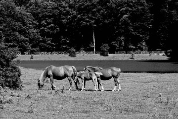 Italia in bianco e nero. Piana del lago, cavalli selvaggi al pascolo sul lago,Marsico Nuovo,Potenza,Basilicata  © anghifoto