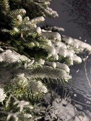 snow covered pine tree