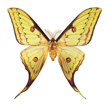 Golden moon moth Actias sinensis shows its distinct wings fully spread on a plain white background. The moth features a combination of yellow and brown colors with clear patterns.