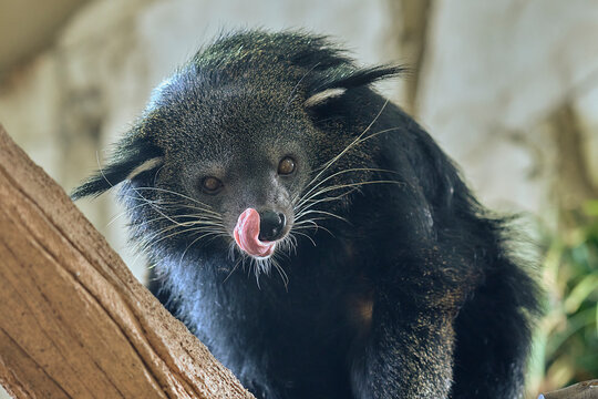 The binturong walking around in the trees