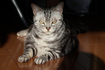 A calm house cat on a winter morning © Mt. Cape