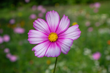 Obraz premium Cosmos bipinnatus mexican aster flowering white pink garden plants, group of beauty petal flowers in bloom on green background