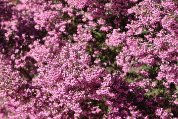 Fototapeta premium flowers of channeled heath