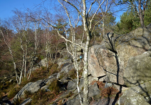 rochers, sentier Denecourt Colinet, Cabaret Masson, parcour de la Solle, Foret de Fontainebleau, region Ile de France, 77, Seine et Marne, France