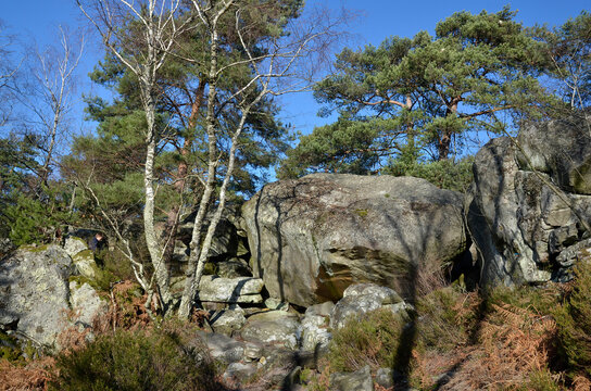 rochers, sentier Denecourt Colinet, Cabaret Masson, parcour de la Solle, Foret de Fontainebleau, region Ile de France, 77, Seine et Marne, France