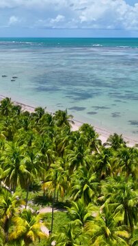 Patacho Beach At Sao Miguel Dos Milagres Alagoas Brazil. Breathtaking Aerial View Of A Lush Tropical Coastline Scenery. Coast Horizon Seaside Summertime. Coast Tropical Environment.