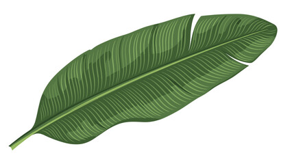 Obraz premium Detailed botanical illustration of a large green banana leaf on a white background captures the natural textures of tropical vegetation.