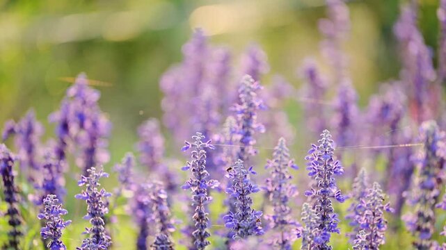 Cinematic close up of purple Blue Salvia flowers with delicate spider webs in golden hour sunlight.