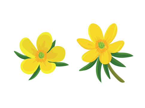 Eranthis hyemalis flower. Flat vector clipart, illustration with isolated background.