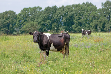 Fototapeta premium Dairy cow in the pasture. two cows. black and white young cow, stands on green grass. spring day. milk farm. home animal. cattle. the cow is grazing in the meadow. close-up