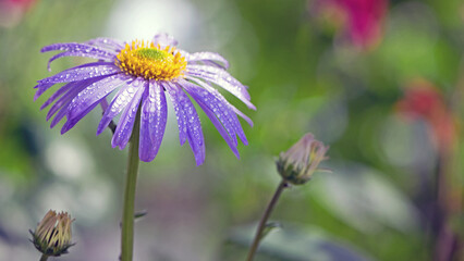 violet chamomile flowers. chamomile with drops after rain, morning dew, moisture on the petals. Beautiful blue flower on a blurred background. delicate purple chamomile with yellow pollen