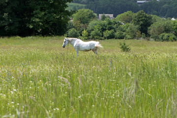 Fototapeta premium beautiful white horse on green grass in the field. Arabian horse, white horse stands in an agriculture field with juicy spring grass in sunny weather. strong, hardy and fast animal