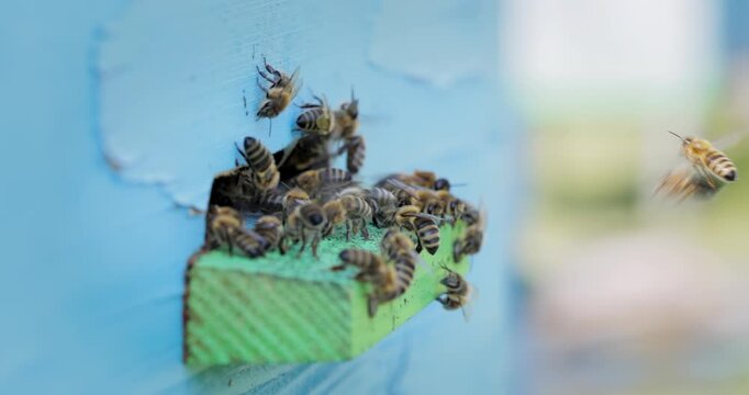 Honey bees fly near a beehive. Bees are best known to humans for their ecological roles as pollinators. Honey bees flying into wooden beehives.