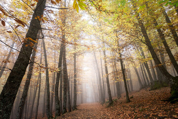 Niebla en el casta&ntilde;ar
