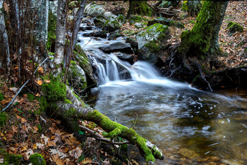 Arroyo en el abedular