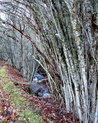 Carpe ((Carpinus betulus)