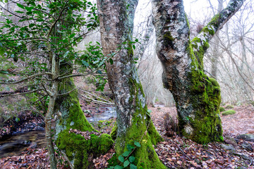 Invierno en el abedular