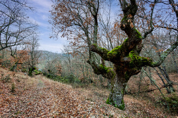 Ruta de los robles centenarios