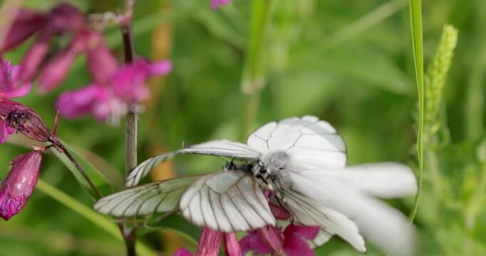 Mating of butterflies. Butterfly Aporia crataegi, the black-veined white, is a large butterfly of the family Pieridae.