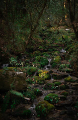 Obraz premium Serene Mossy Forest Stream Flowing Through Lush Green Woodland with Rocks