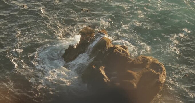 Atlantic puffin (Fratercula arctica), on the rock on the island of Runde (Norway).