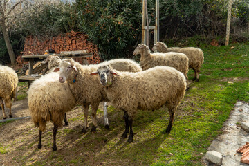 Fototapeta premium Peaceful Garden View with Sheep on Grass