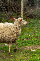 Fototapeta premium Countryside Garden with Free-Range Sheep