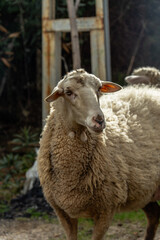 Obraz premium Sheep Grazing in a Peaceful Garden Landscape