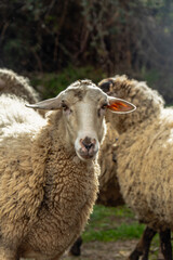 Obraz premium garden sheep eye animals village old life