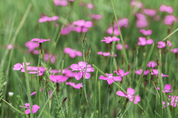 Pink wildflowers in green meadow, soft focus spring nature background with copy space