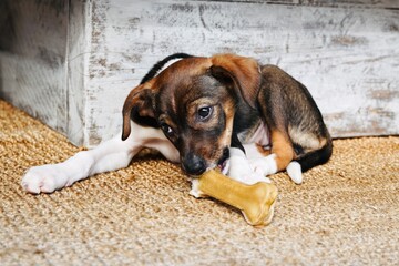 Cute Young Puppy with Bone Treat Lying on Woven Rug White Rustic Background